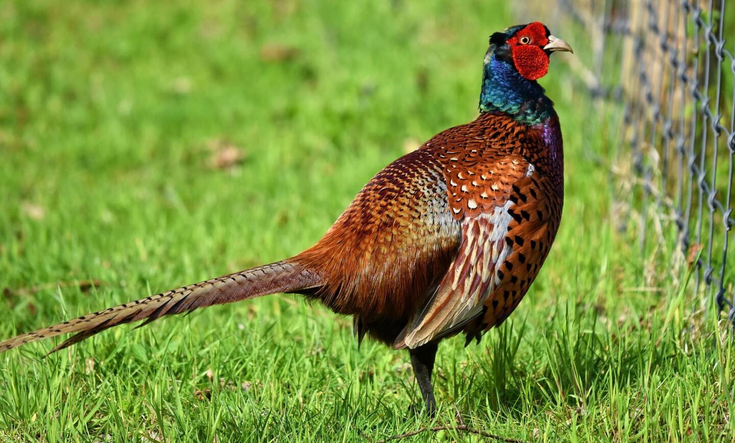 Ouverture de la chasse le 15 septembre : consulter le calendrier, les règlements, les zones de chasse